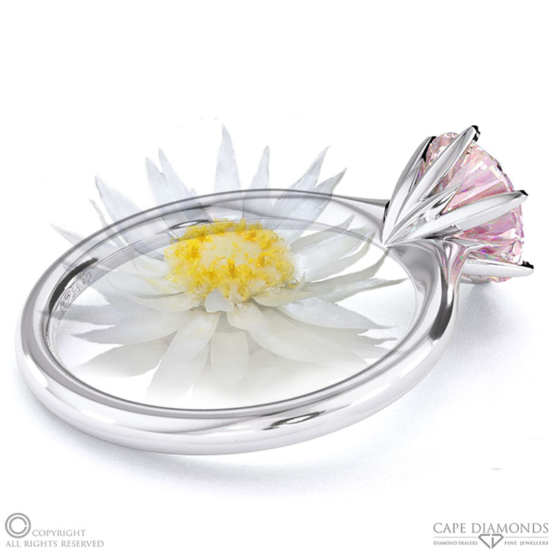 Everlasting Flower Fynbos Morganite Round Solitaire Engagement Ring White Gold